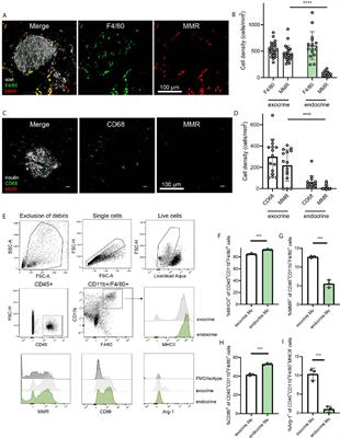 Phagocytosis and Efferocytosis by Resident Macrophages in the Mouse Pancreas